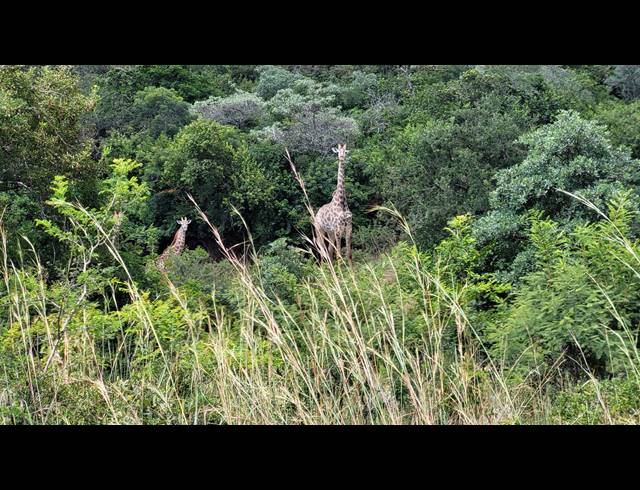 1,184HA FARM FOR SALE IN NELSPRUIT RURAL